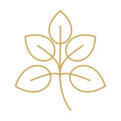 Rosmarin