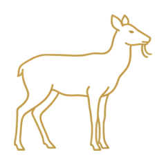 Weißer Moschus